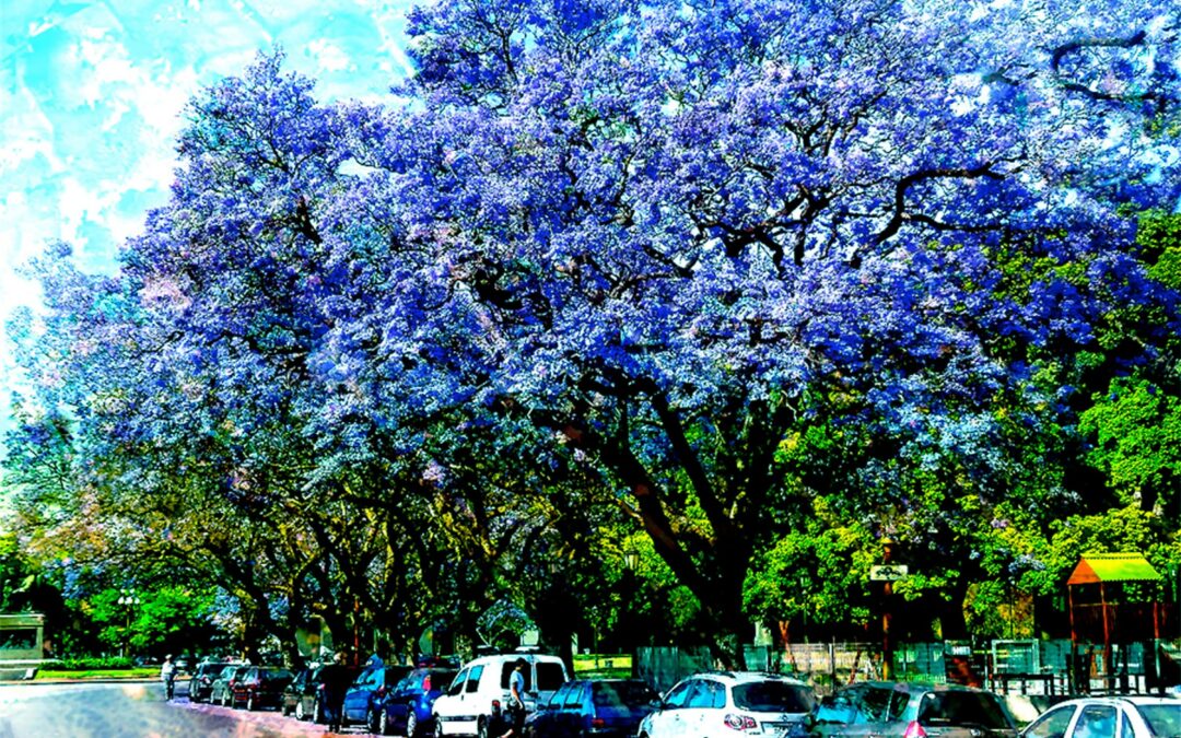Spring bloom in the park