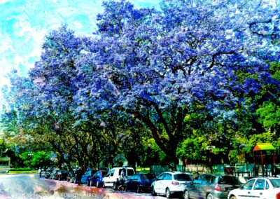 Spring bloom in the park