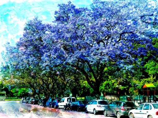 Spring bloom in the park