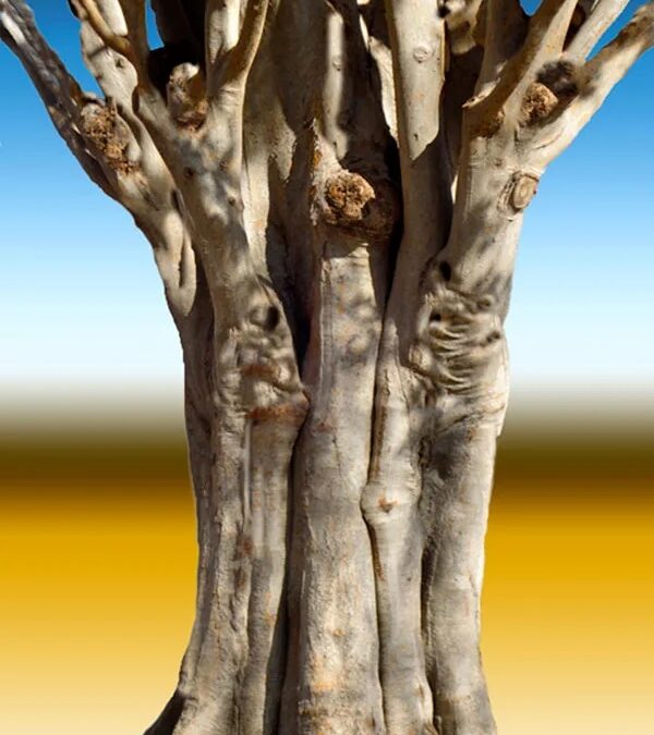 Washington tree